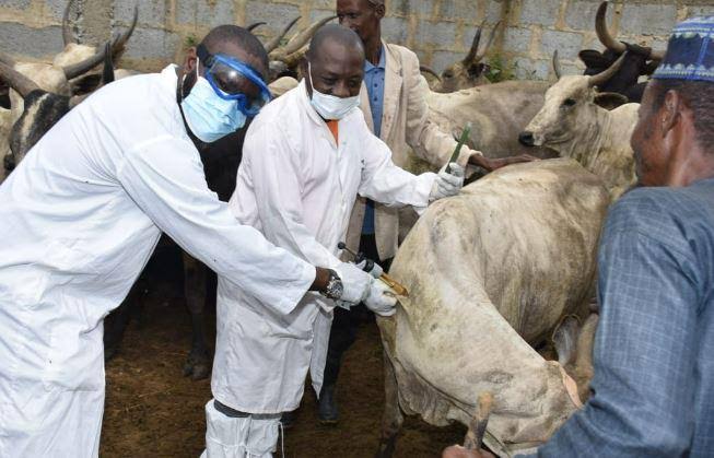 Anthrax Disease: Nigerians should watch out for Symptoms on Livestock – Expert Warns