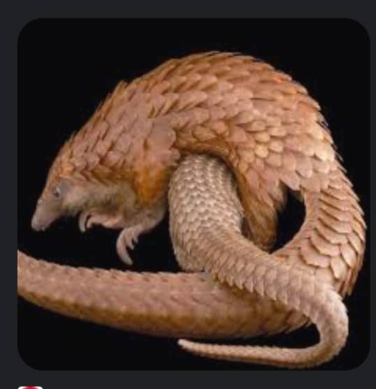 Global Partners Unveil Historic Research Disclosing Illegal Pangolin Trading Hotspots in Africa, Asia