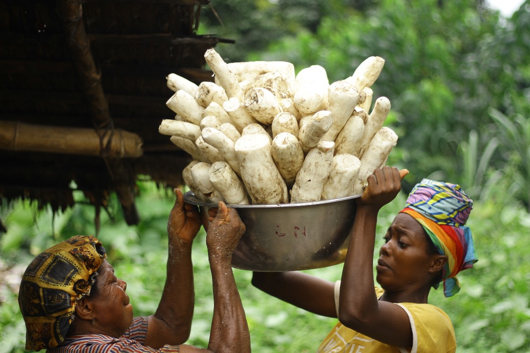 NCF Boosts Economic Value, Empower 1000 Nigerians, Plants Trees 276, 860 in 2023, Through GRN Programme