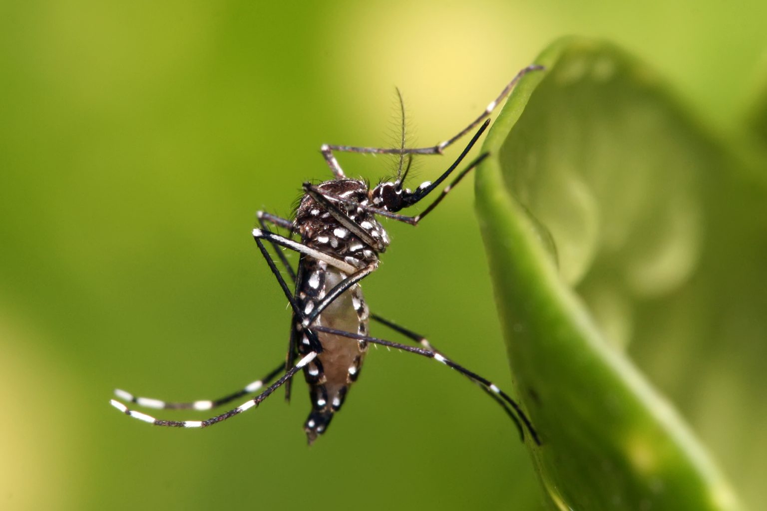 Climate Change Profound Public Health Threat leading 1,000 Malaria Mortality by 2025 in Nigeria – Salako tells Global Leaders