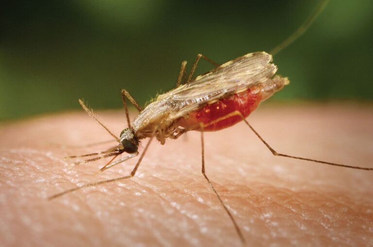 Mosquito-human-Asia-malaria-vector