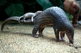 Nigeria Customs Service seizes 9,493 kg of Pangolin scales