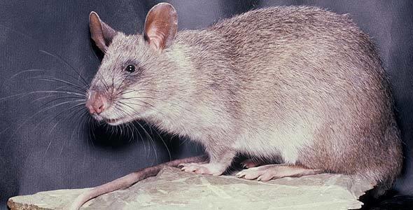 1-african-giant-rat-moswe-590a-590x300