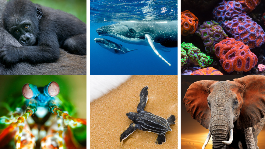 EarthDay2019_collage