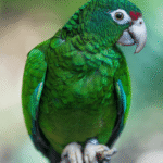 parrot-tall-750x1203