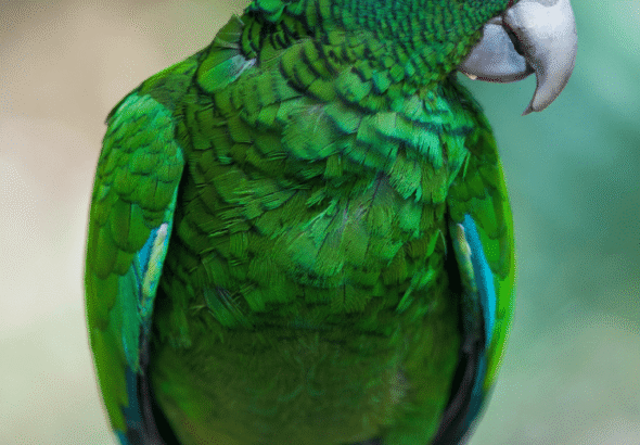 parrot-tall-750x1203