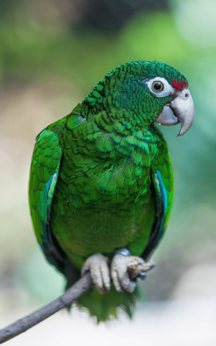 parrot-tall-750x1203