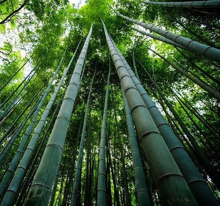 tall-bamboo_480x480