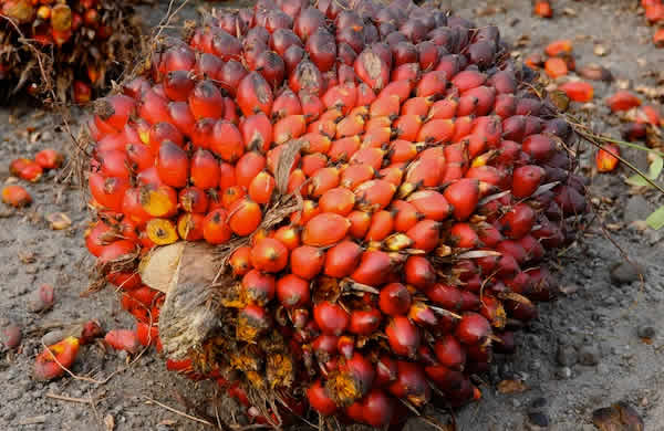 Palm-oil